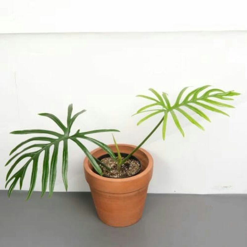 Tanaman Hias Bunga Philodendron Elegans