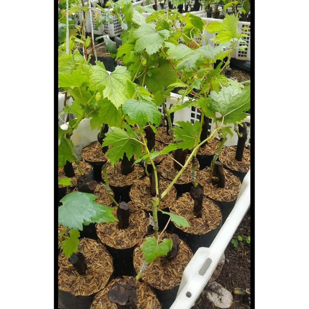 bibit anggur jupiter Grafting
