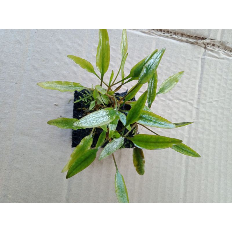 cryptoo corine tanaman aquascape