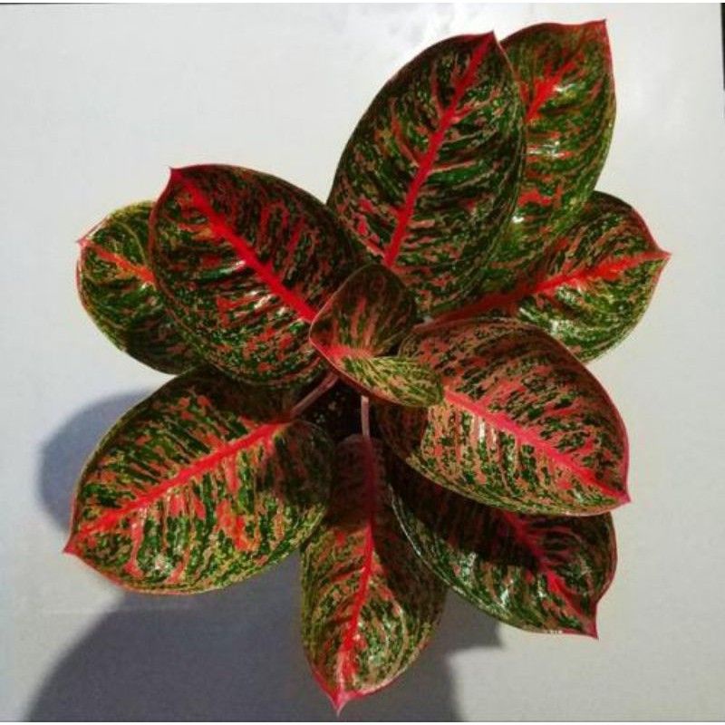 bibit aglonema Widia murah