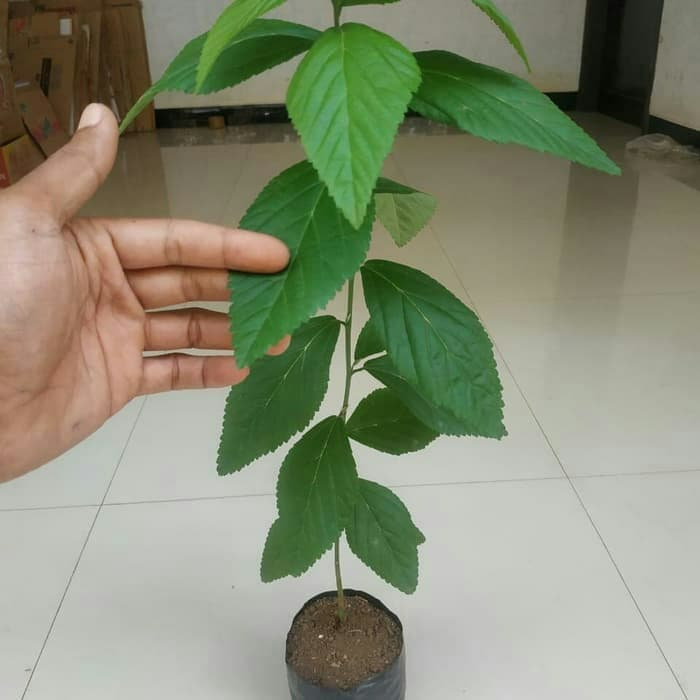 Bibit sidaguri jantan