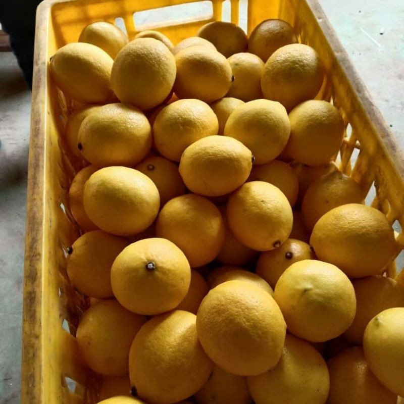 LEMON IMPORT FRESH 500 GRAM