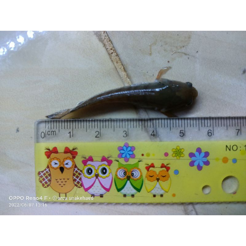 c.stewartii 4-6cm