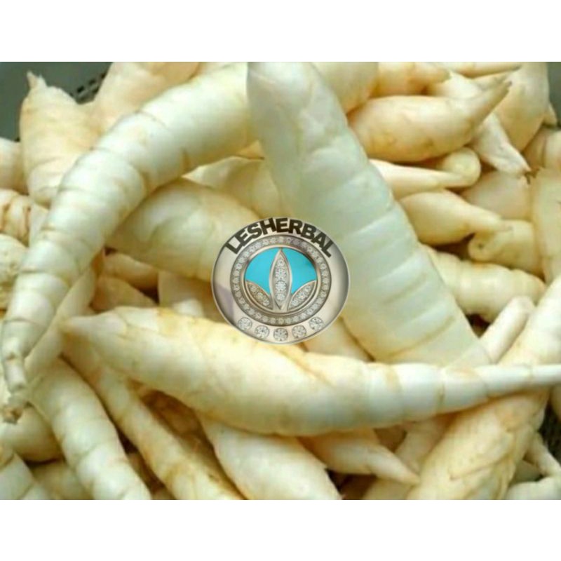 ubi garut segar 500gram