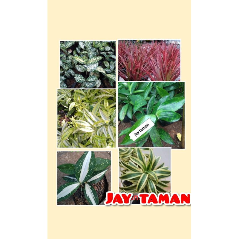 paket drasena cantik