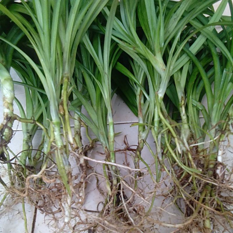 BIBIT DAUN PANDAN WANGI