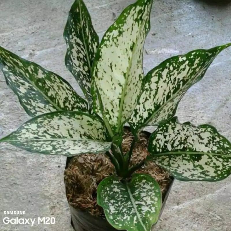 bunga aglonema snow white super