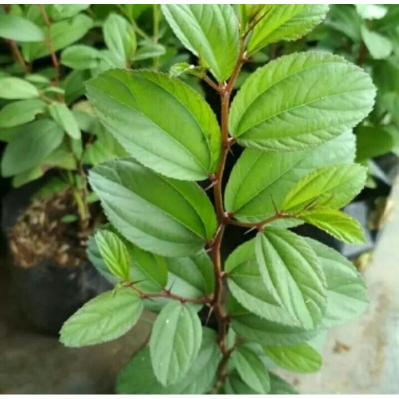 BIBIT BIDARA ARAB ASLI