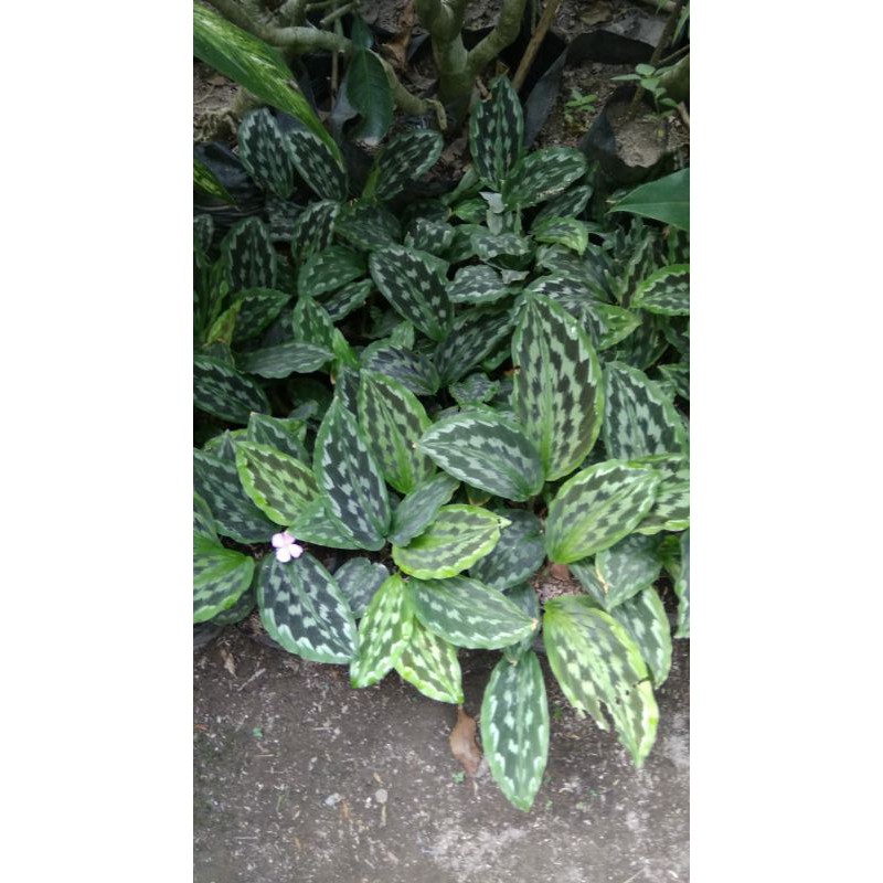 calathea merak