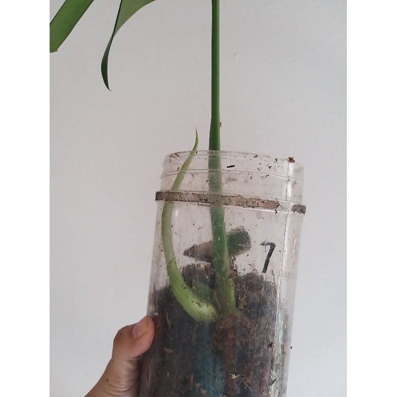 monstera