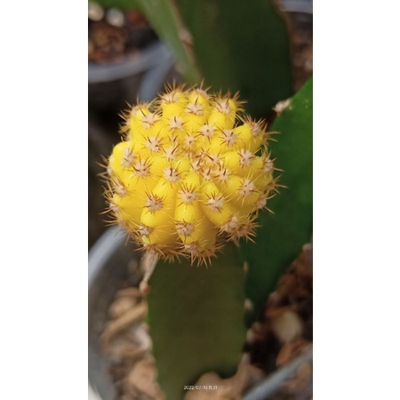 Gymno kaktus murah