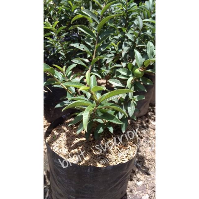 Bibit buah jambu kerikil hijau