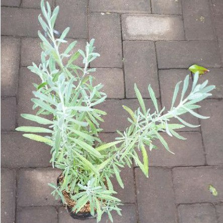 Bibit tanaman lavender