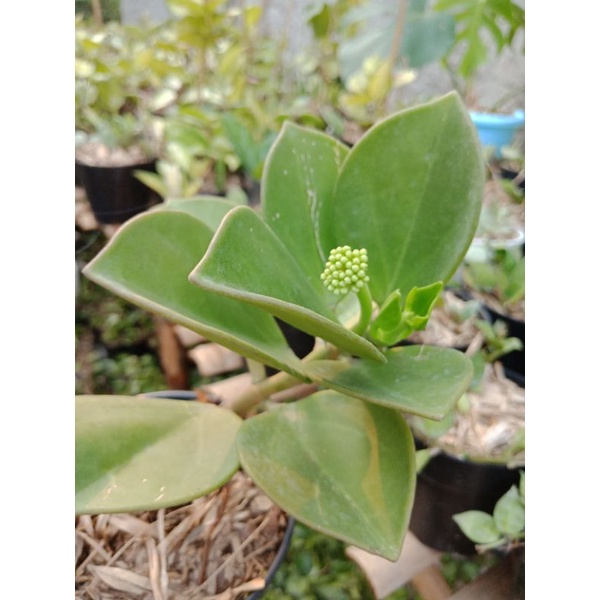 Hoya Pachyclada