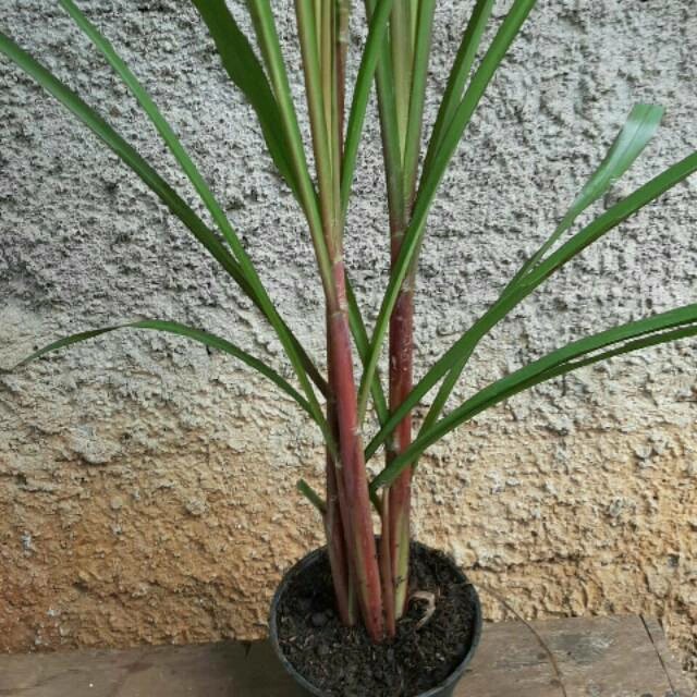 bibit tebu Ireng asli
