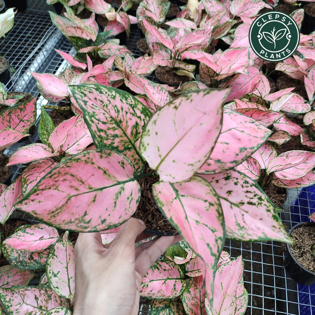 aglonema lady valentine