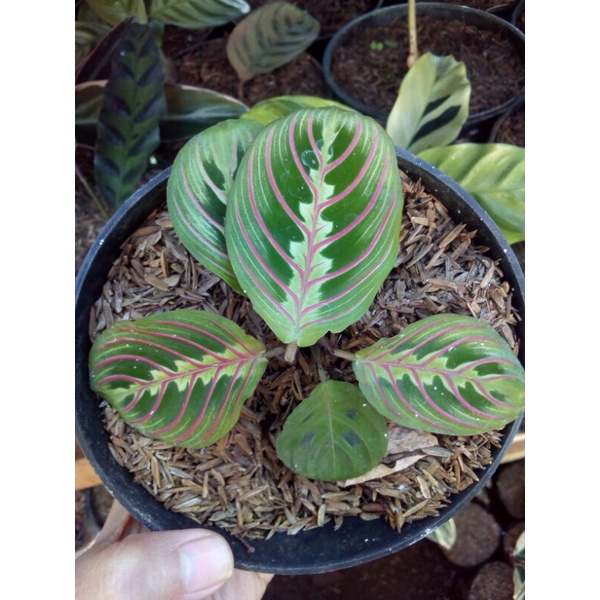 calathea merantha kepiting