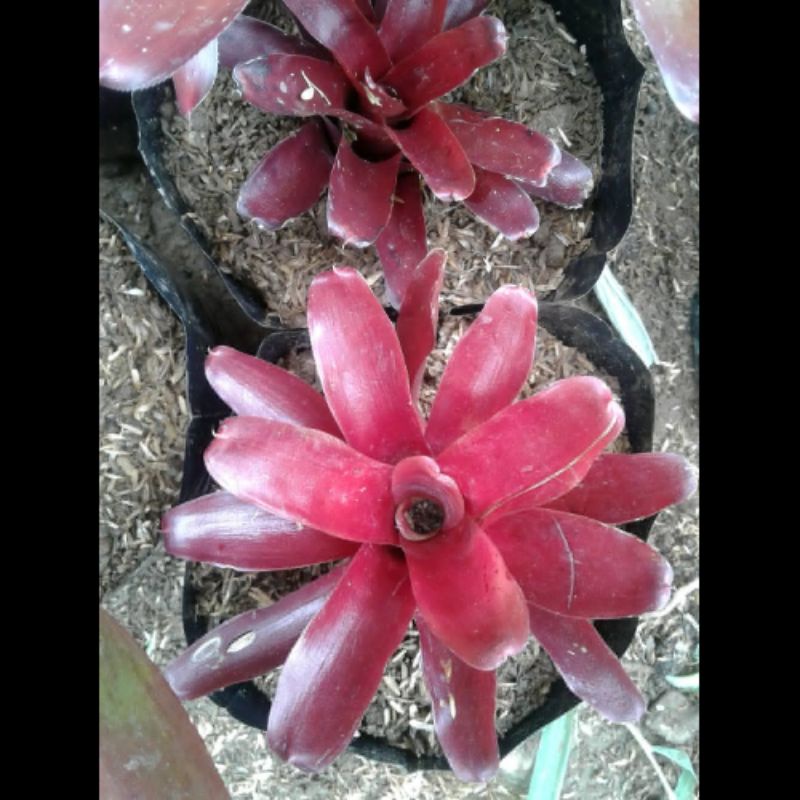 bibit bromelia merah