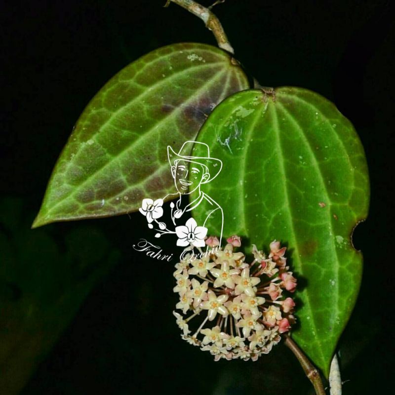 FahriOrchid - Hoya macrophylla 2 sd 3 daun