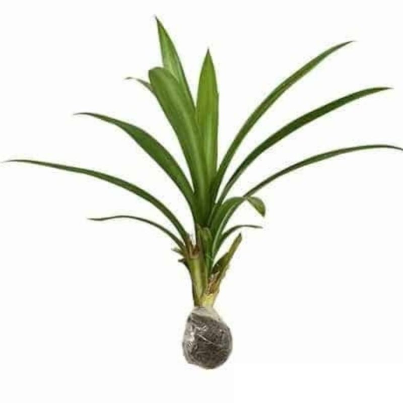 Bibit Pandan Wangi