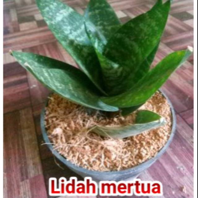 Sanseviera daun mini