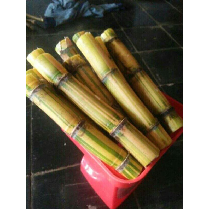Bibit tebu kuning super manis