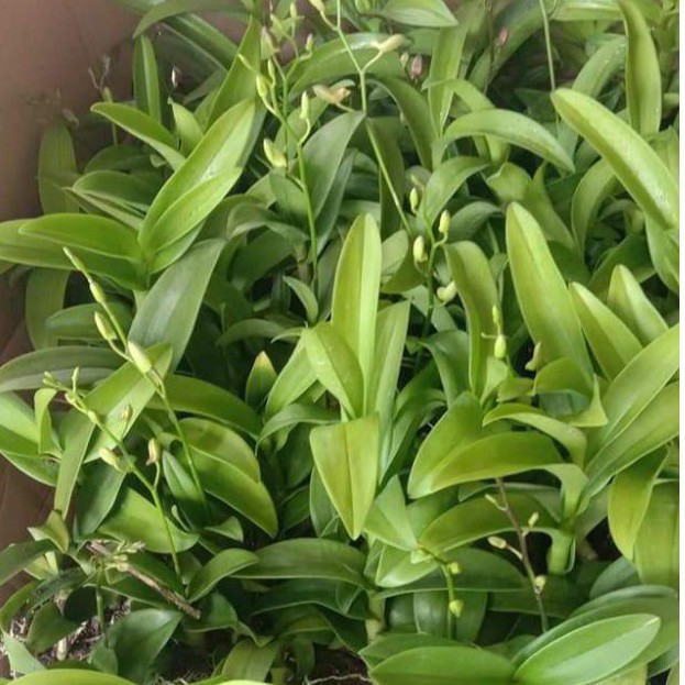 Dendrobium Berbunga