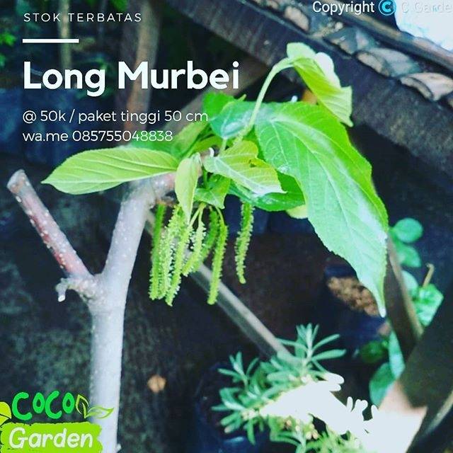 Bibit long murbei