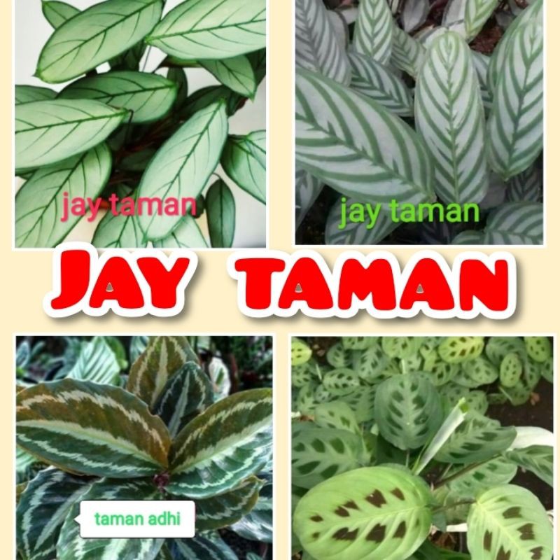 paket 4 calathea indah