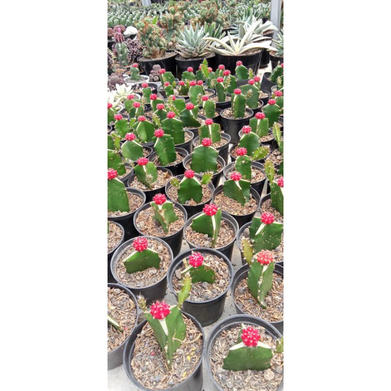 kaktus warna mini