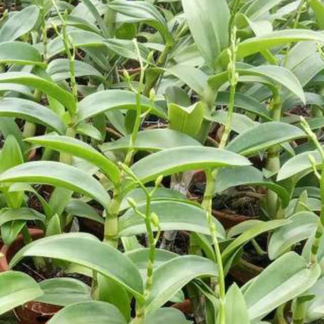 bibit Paket Anggrek Dendrobium murah