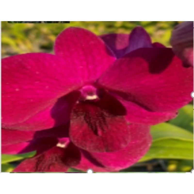 dendro varian merah