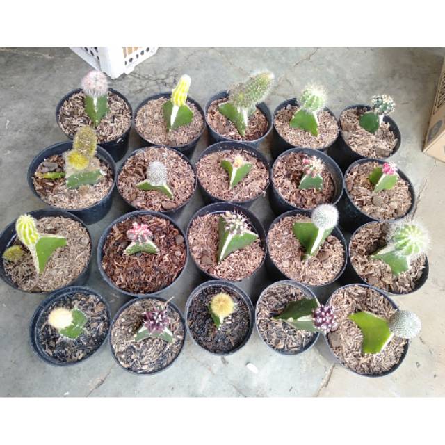 Paketan kaktus grfting mini 20pcs