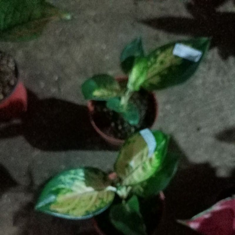 bunga aglonema Sultan Brunai