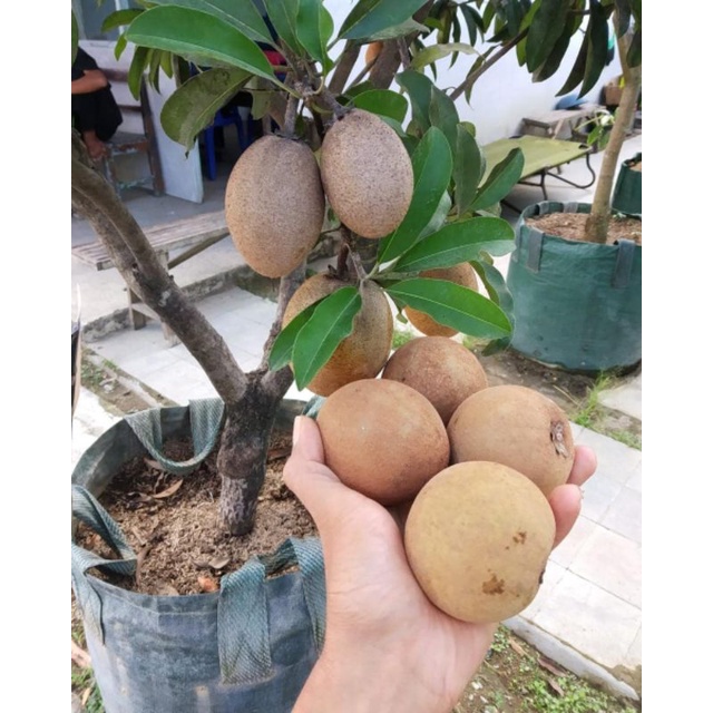 Bibit Sawo Jumbo