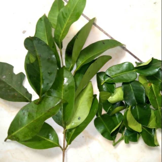 daun salam plus daun jeruk 200 grm
