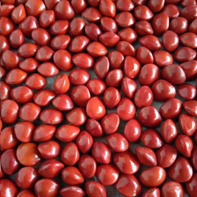 Biji Saga 100 gram