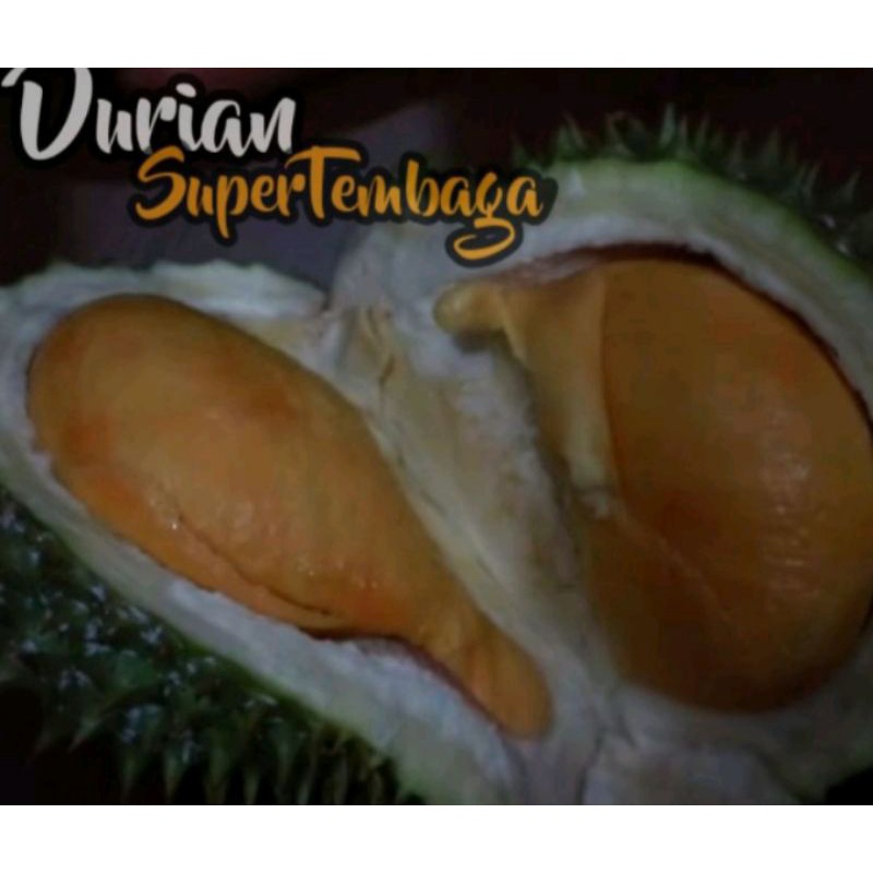 bibit durian super tembaga