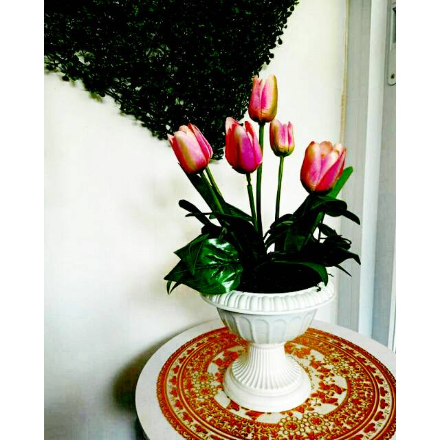 Tulip