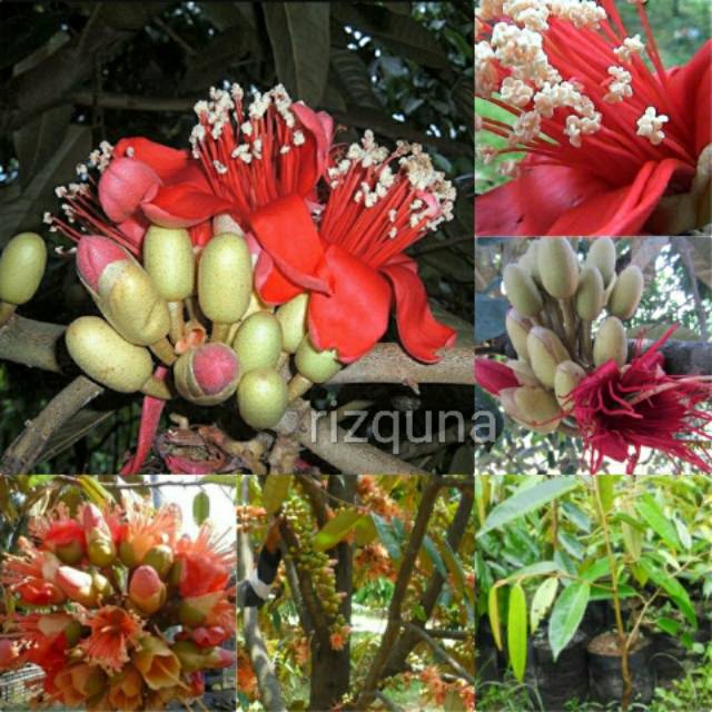 Bibit durian bunga merah