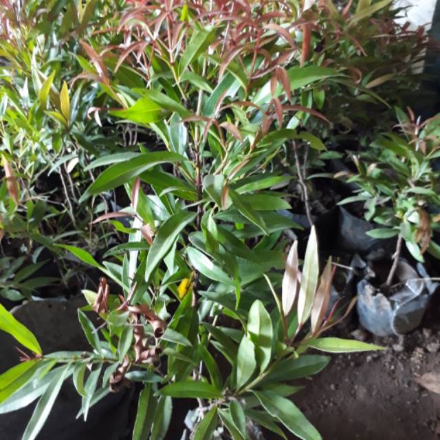 Tanaman bibit bunga pucuk merah