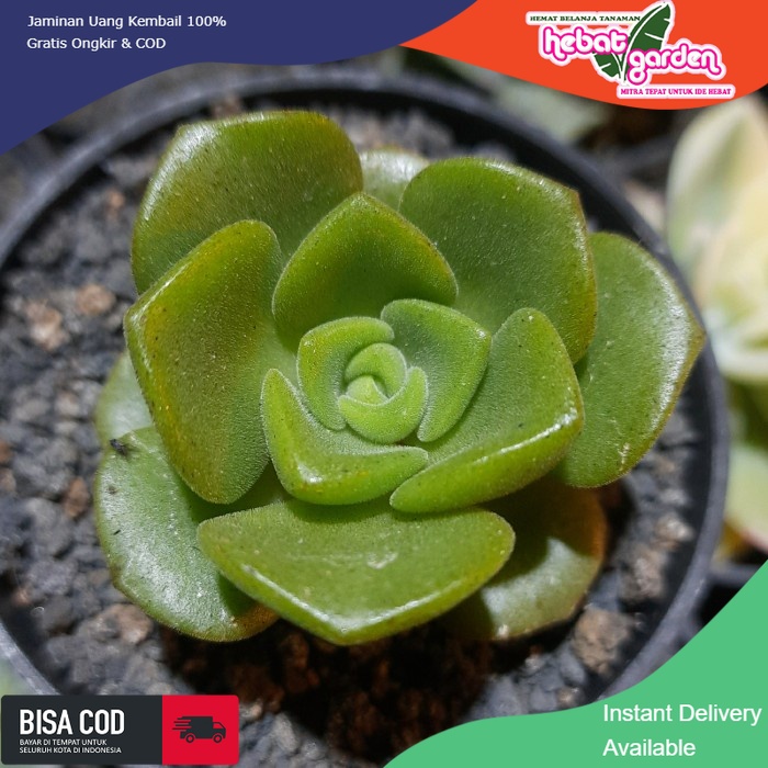 JUAL aeonium lilipad - Hebat Store