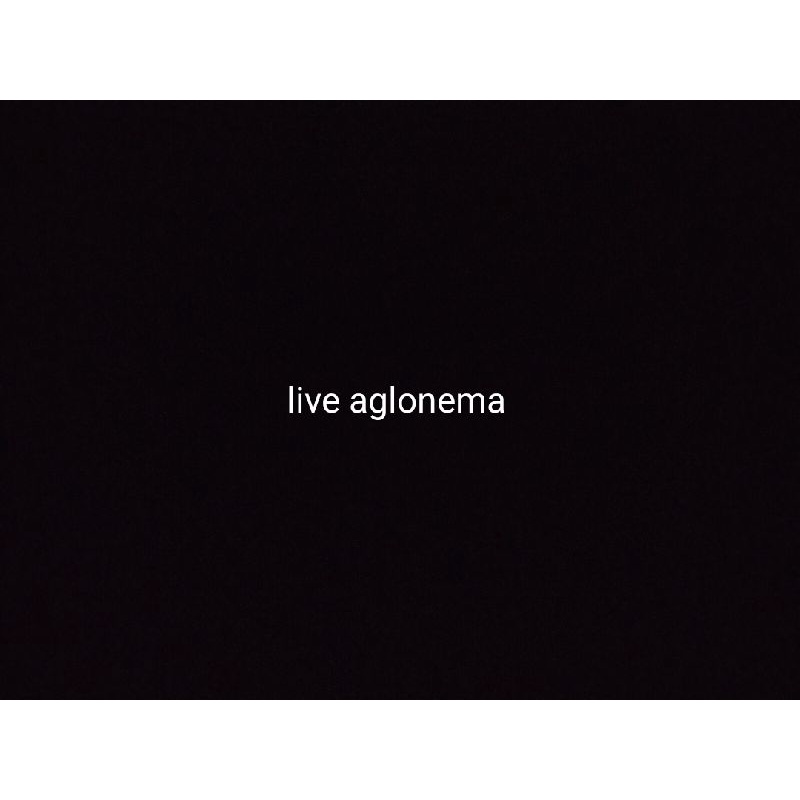 live aglonema