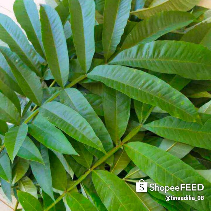 DAUN SUNGKAI ASLI