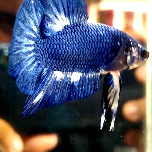 Ikan Cupang PK