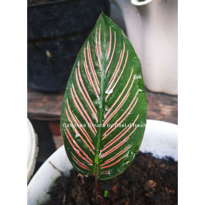 Calathea Ornata