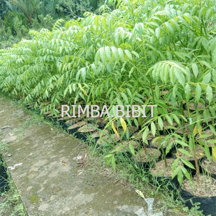 bibit kedondong berbuah/berbunga