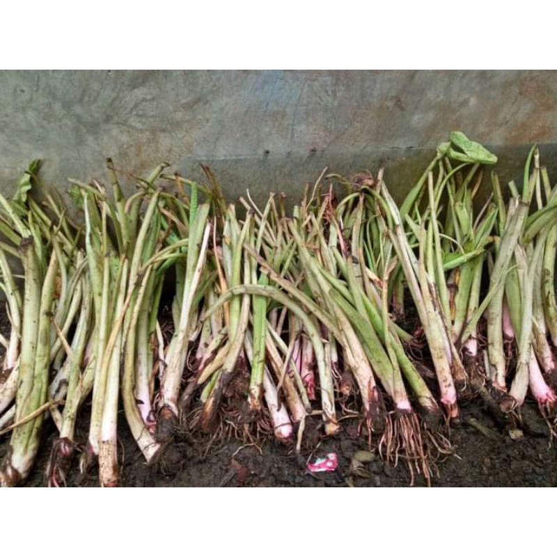 bibit talas pratama per pohon