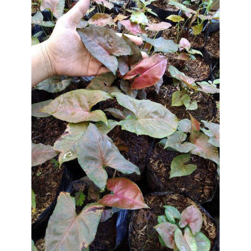 singonium Maria
