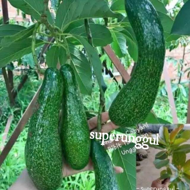 Bibit aligator (BISA COD)